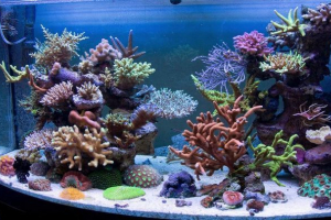 Największe akwaria na świecie